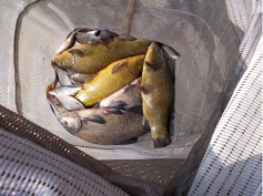 A nice mixed bag from our Wood Bevington venue caught by Bailiff Dave Barry on 16-04-2015
