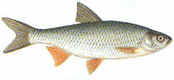 Dace