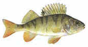 Perch
